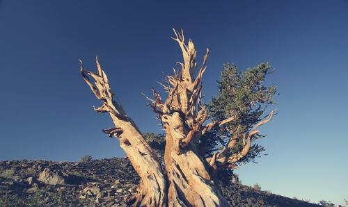 这个美国人手贱砍掉一棵树后,发现它已经活了5000多年,追悔莫及