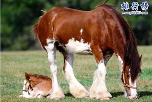 世界上最大的马是英国的夏尔马,最高记录为1 世界上最大的马是什么马