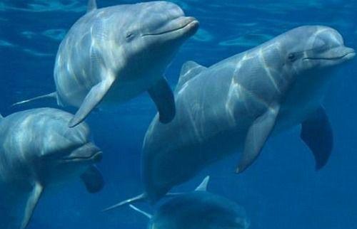 地球上10大最隐蔽的动物杀手, 海豚第十, 懒猴第三, 宽吻海豚榜首 