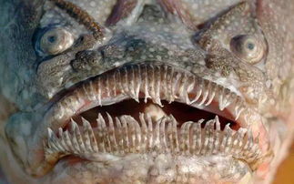 世界上长相最恐怖的鱼类,鲨鱼跟它们比简直是微笑天使 