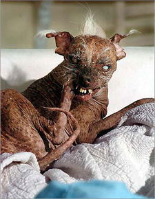 世界十大最丑的狗 艾比公主2010年最丑狗 世界十大最凶猛的狗