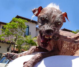 直击全世界10大最丑的狗,这只中国犬榜上有名