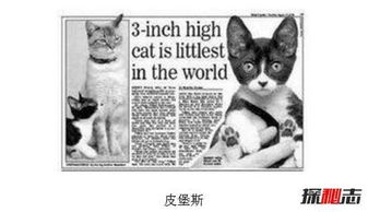 世界上最小的猫只有三个鸡蛋的重量 这只小猫的名字叫皮堡斯 世界上最小的猫有多大?