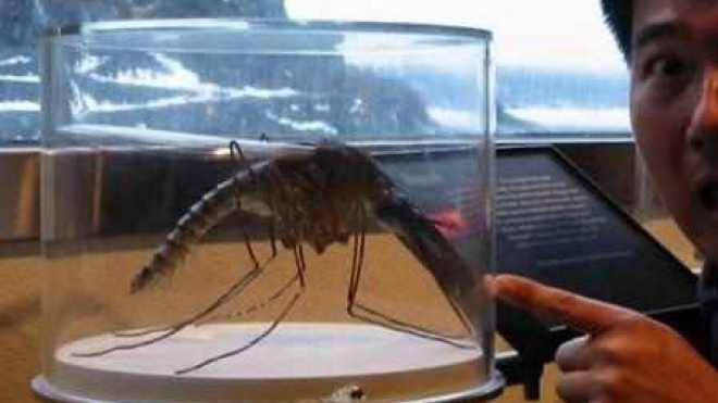 世界上最大的蚊子有多大 你绝对不想被它咬上一口