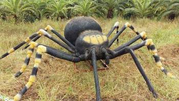 世界上最大的蜘蛛巨型猎人蜘蛛,光腿长30厘米,可以算是真正的 世界上最大的蜘蛛长什么样子图片