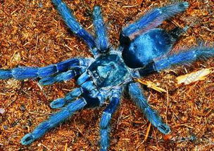 世界上最大的五种蜘蛛,第一名真正的长腿欧巴