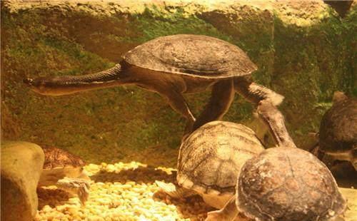地地球上脖子最长的乌龟,脖子比身体还要长,现在不少人饲养