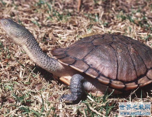 世界上脖子最长的乌龟,巨蛇颈龟脖子比身体还长 
