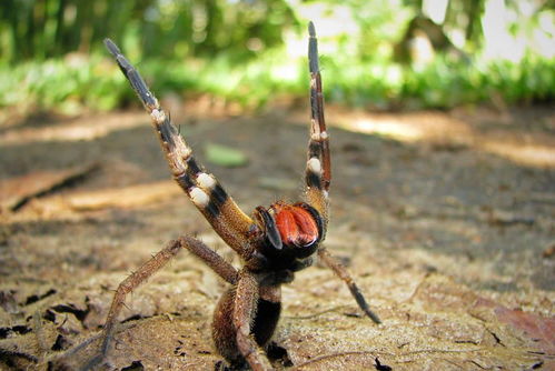 世界上最毒的蜘蛛,巴西游走蜘蛛为宠物饲养,导致死亡悲剧 世界上最毒的蜘蛛是哪种蜘蛛?