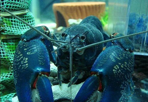 蓝魔虾可以吃吗?怎么喂? 龙虾会吃蓝魔虾吗