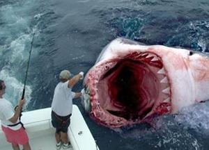 巨齿鲨牙齿撕咬能力远超霸王龙,能够捕杀鲸鱼