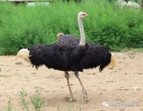 世界上最大的鸟,非洲鸵鸟 高达2 世界上最大的鸟是鸵鸟