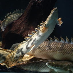 全球最漂亮的恐龙鱼 虎纹恐龙王鱼到底多凶 为什么没人养恐龙鱼