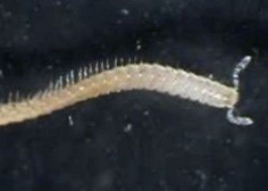 地球上腿最多生物 美加州发现750条腿千足虫 