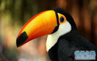 世界上嘴巴最大的鸟,巨嘴鸟 嘴长占身体的一半 