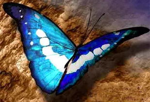世界上有一只蝴蝶,它的捕捉者神秘地死去 世界上第一只蝴蝶是怎么来的