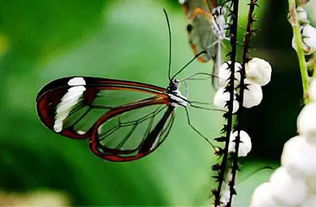 蝶变 最诡异的蝴蝶 卡申夫鬼美人凤蝶 左翅似美女,右翅如白骨 