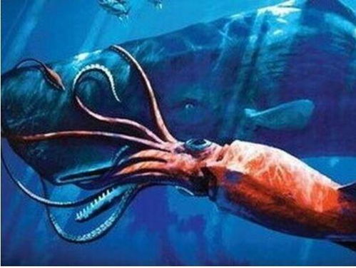 解密世界上最大的鱿鱼,唯一的天敌是抹香鲸,寿命只有一年半左右
