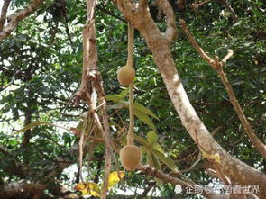 生长在非洲的生命树,一棵树储水量达到2吨,种上一棵不愁没水喝 