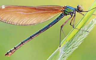 史前动物巨型精子保存至今 蜻蜓化石翅膀保存完好