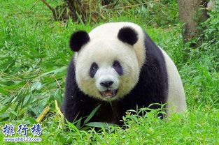 世界十大传世国宝 狐猴,熊猫都上榜