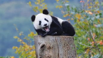 盘点世界各国的国宝动物 中国的大熊猫 美国的白头海雕