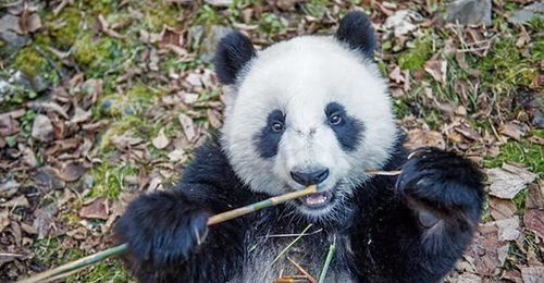 两只比特犬和野生大熊猫搏斗,大熊猫能坚持多久