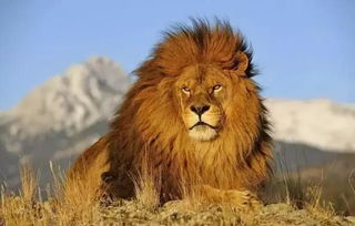 世界上最大的狮子,开普狮体重达420公斤 世界上最大的狮子