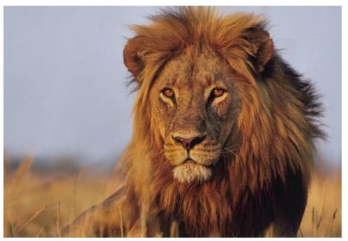 美国一狮虎兽重达408公斤,刷新了世界纪录,它为何能长这么大