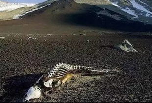 昆仑山死亡谷之谜是真的地狱之门,还是科学怪象? 昆仑山死亡谷图片