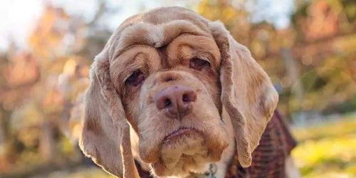 世界上最长寿的狗 203岁的狗活得最长狗的一般寿命 世界上最长寿的狗狗36岁