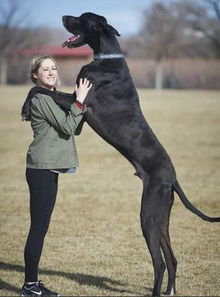 2.1米世界最高狗 盘点世界极端巨型动物 组图 