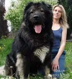 2.1米世界最高狗 因太过巨大吓坏路人 盘点巨型大狗