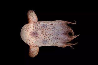 澳洲深海发现三百多种新海洋生物