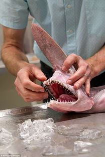 澳发现6.3米长姥鲨