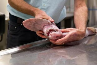 罕见 深海怪物 现身澳洲 牙齿如匕首