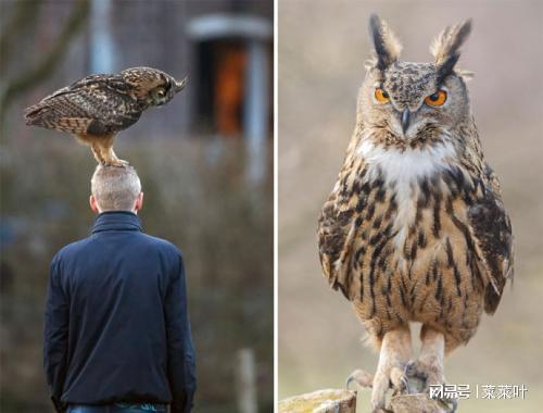 英国传说中的生物Owl Man