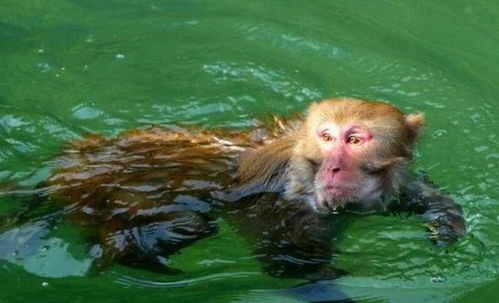 水猴子的更新详情可以看这里