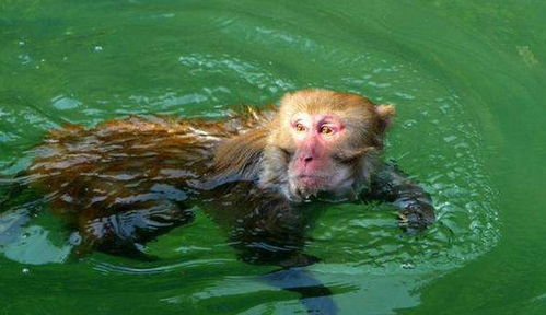传说中的水猴子真的存在吗 它到底长什么样子,看完你就知道了
