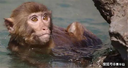 民间传说的 水猴子 真实存在吗 它到底是一种什么动物