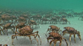 日本巨蟹座杀人 巨型蜘蛛蟹