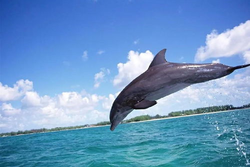 海豚为什么被认为是变态生物 从交配方式来看,已具人类特征