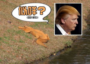 美国南卡罗莱纳州惊现橙色鳄鱼 网民命名特朗普大鳄