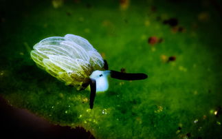 印尼巴里岛附近拍摄到海蛞蝓 Costasiella