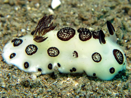海底世界谁最萌 海蛞蝓 称第二,谁敢称第一