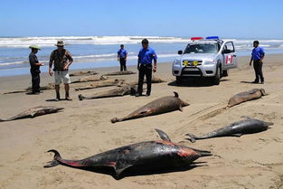 秘鲁一处海滩频繁发生海豚集体死亡事件