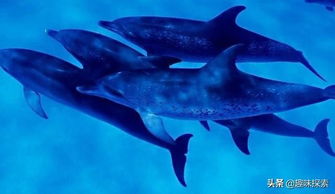 13只海豚为何集体搁浅海滩 我国专家首次发现它们脑部已出现异样