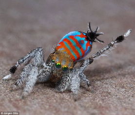 澳大利亚发现两种体色鲜艳的蜘蛛新物种 
