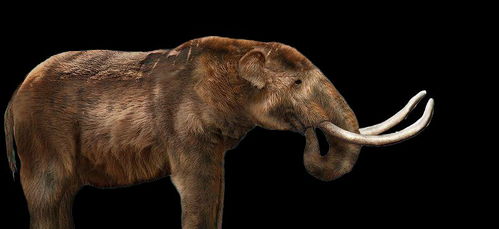 你知道大象的起源和进化吗 猛犸象公元前2000年才灭绝