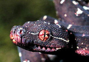 美丽竟然如此恐怖 世上最美丽的毒蛇 16 